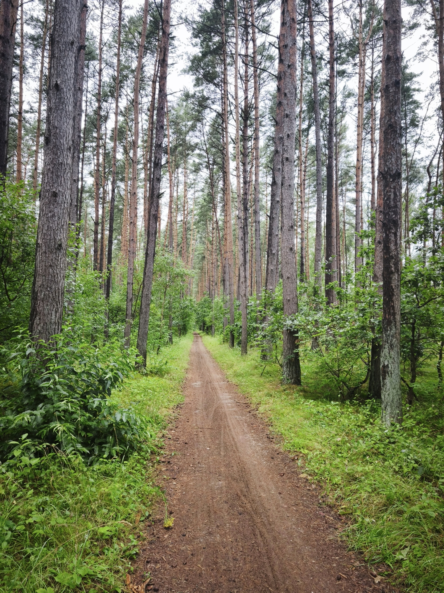Dlhé úseky borovicovým lesom