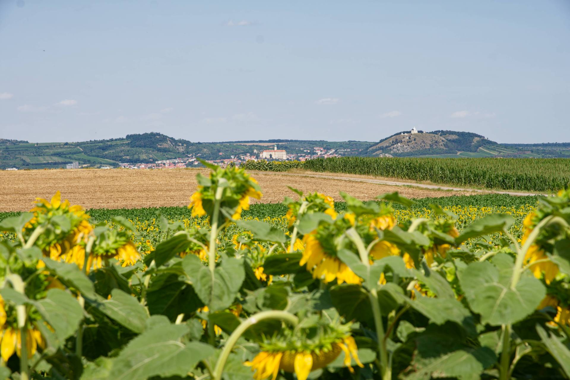 V diaľke je Mikulov